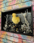 Muck N Brass art Muck N Brass Maxidermy No. 2 Duck Chick