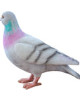 Vivid Arts Vivid Arts- British Birds- Realistic Resin Pigeon Ornament