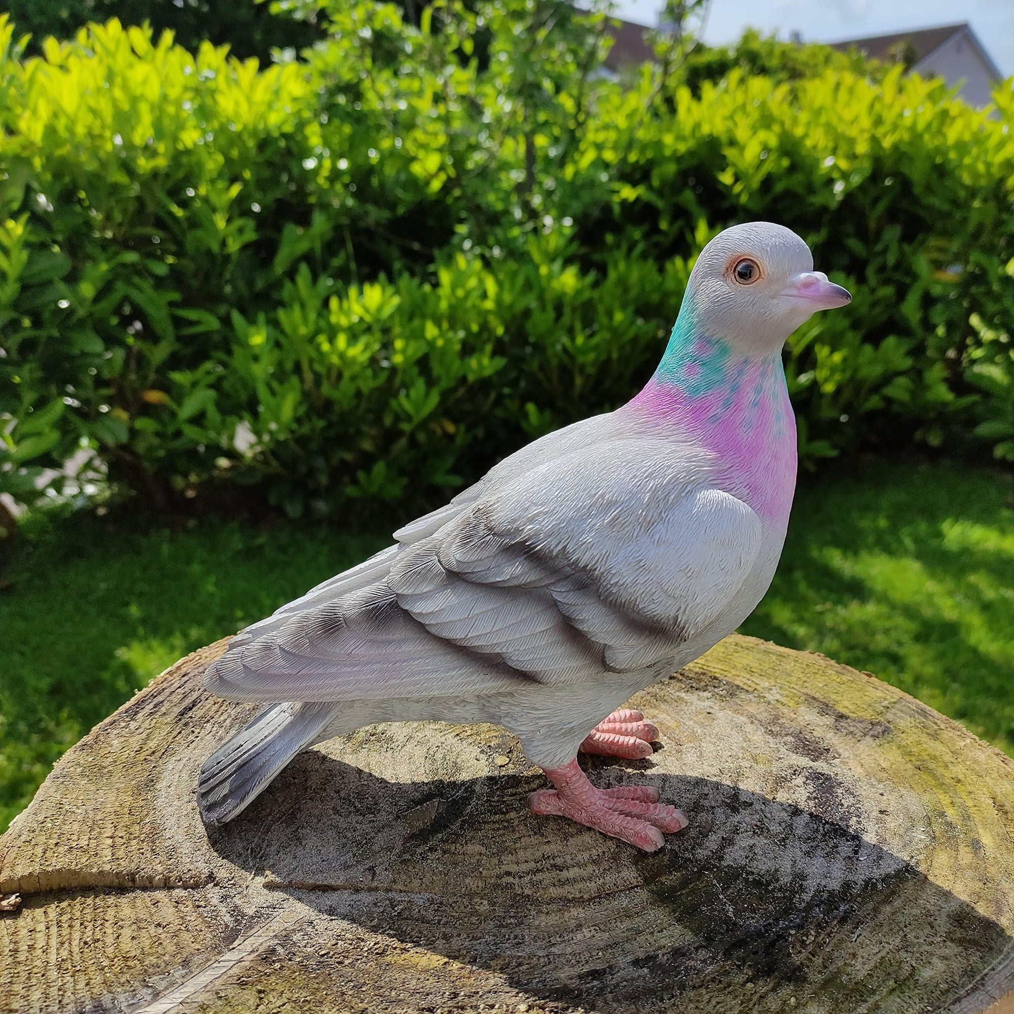 Vivid Arts Vivid Arts- British Birds- Realistic Resin Pigeon Ornament