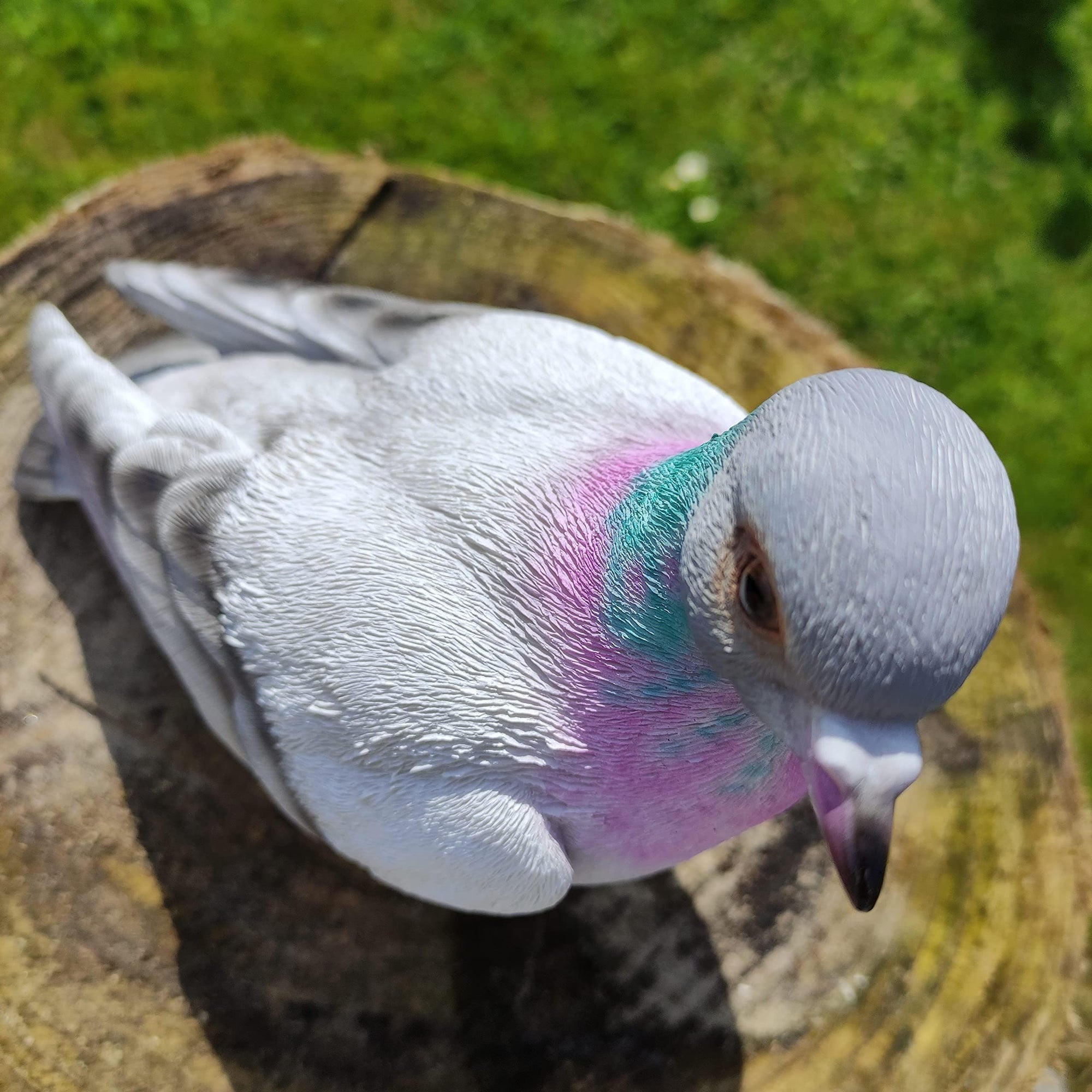 Vivid Arts Vivid Arts- British Birds- Realistic Resin Pigeon Ornament