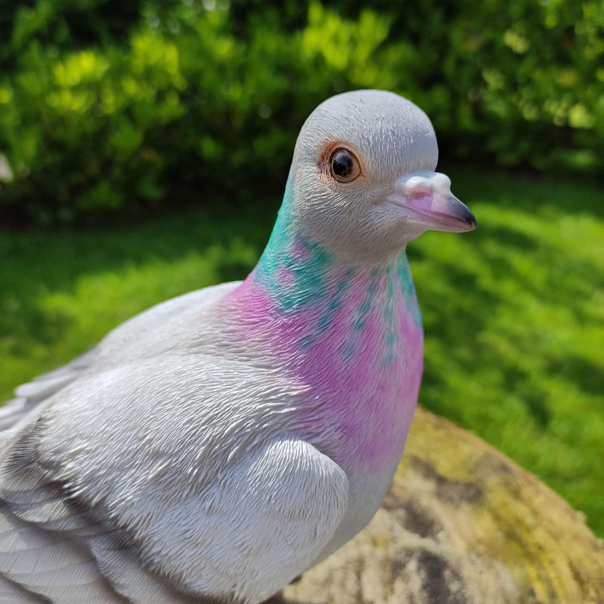 Vivid Arts Vivid Arts- British Birds- Realistic Resin Pigeon Ornament