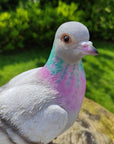 Vivid Arts Vivid Arts- British Birds- Realistic Resin Pigeon Ornament