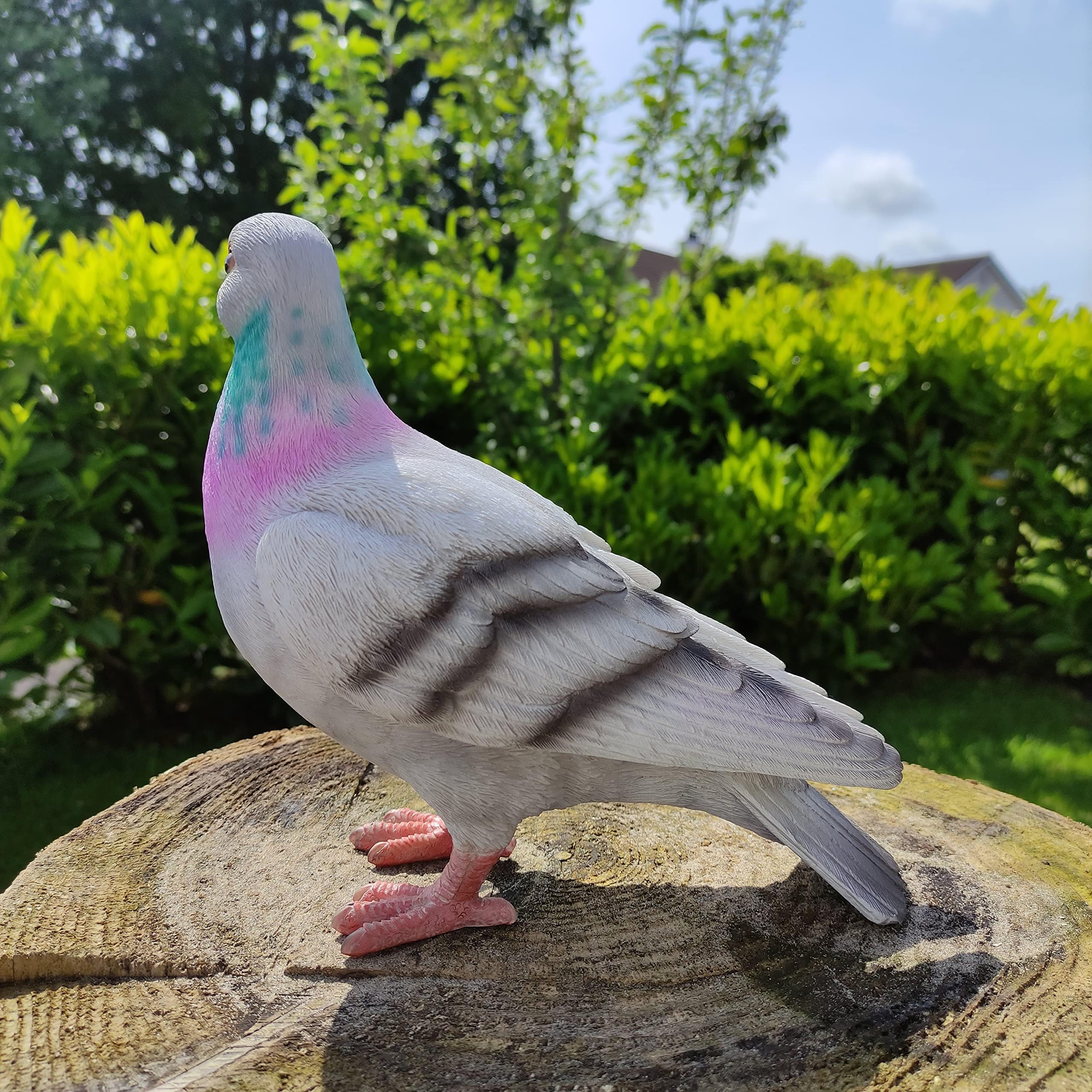 Vivid Arts- British Birds- Realistic Resin Pigeon Ornament