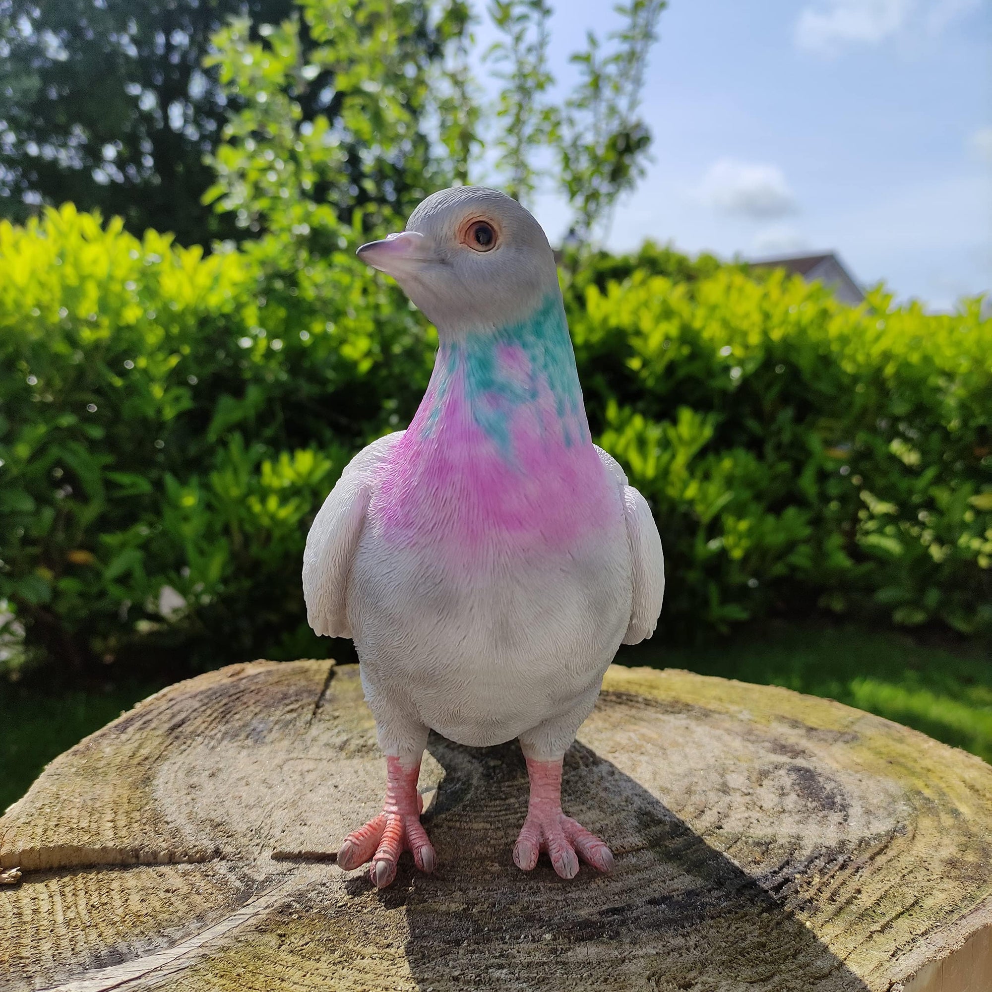 Vivid Arts Vivid Arts- British Birds- Realistic Resin Pigeon Ornament