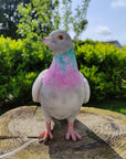 Vivid Arts Vivid Arts- British Birds- Realistic Resin Pigeon Ornament